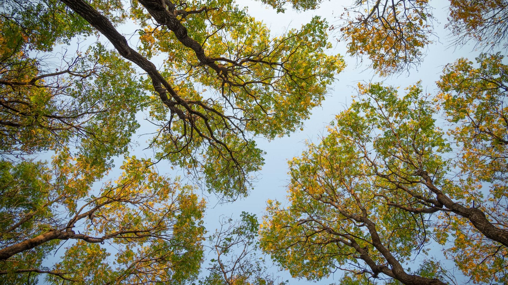 Bloomington is steadily building a stronger urban forest, pairing long-term planning with practical work on the ground as the city invests in planting, maintenance and storm preparedness.