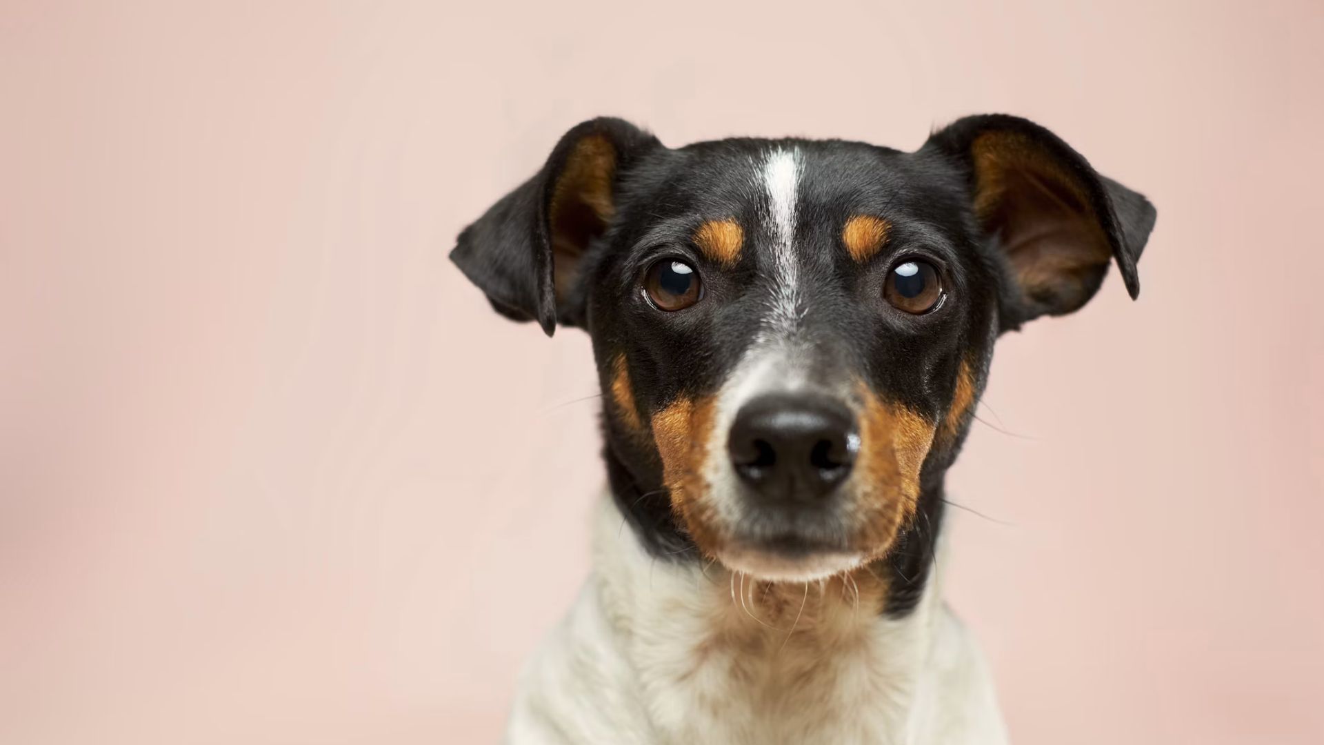 The shelter’s “Double the Love” campaign runs from Tuesday, Sept. 1 through Monday, Sept. 21, with donations matched dollar for dollar up to $20,000. If the full match is reached, the effort could generate $40,000 for emergency surgeries, medical treatments and other essential veterinary care.