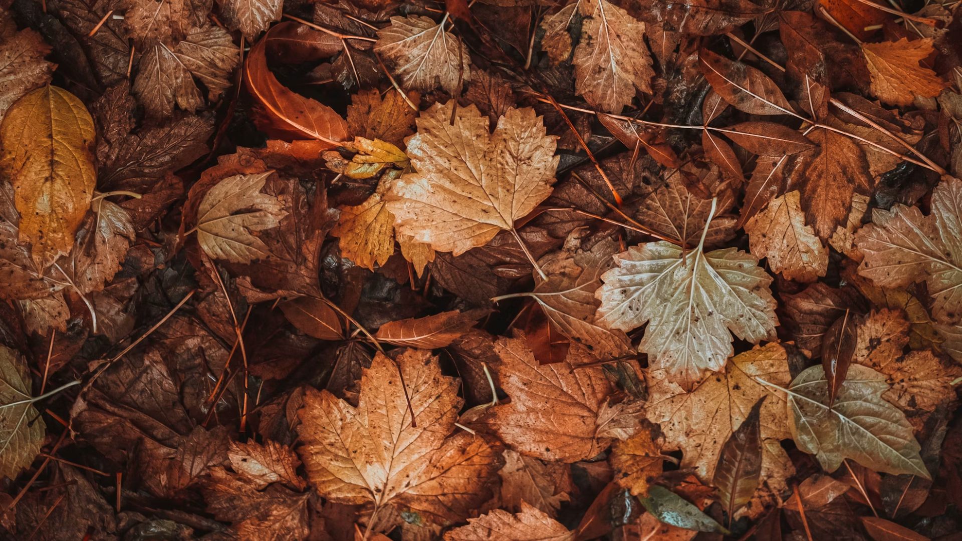 The collection period will run for more than two months, continuing through December 30. Rather than creating a separate pickup day, Bloomington will collect leaves according to residents’ regular A and B week yard waste schedules.