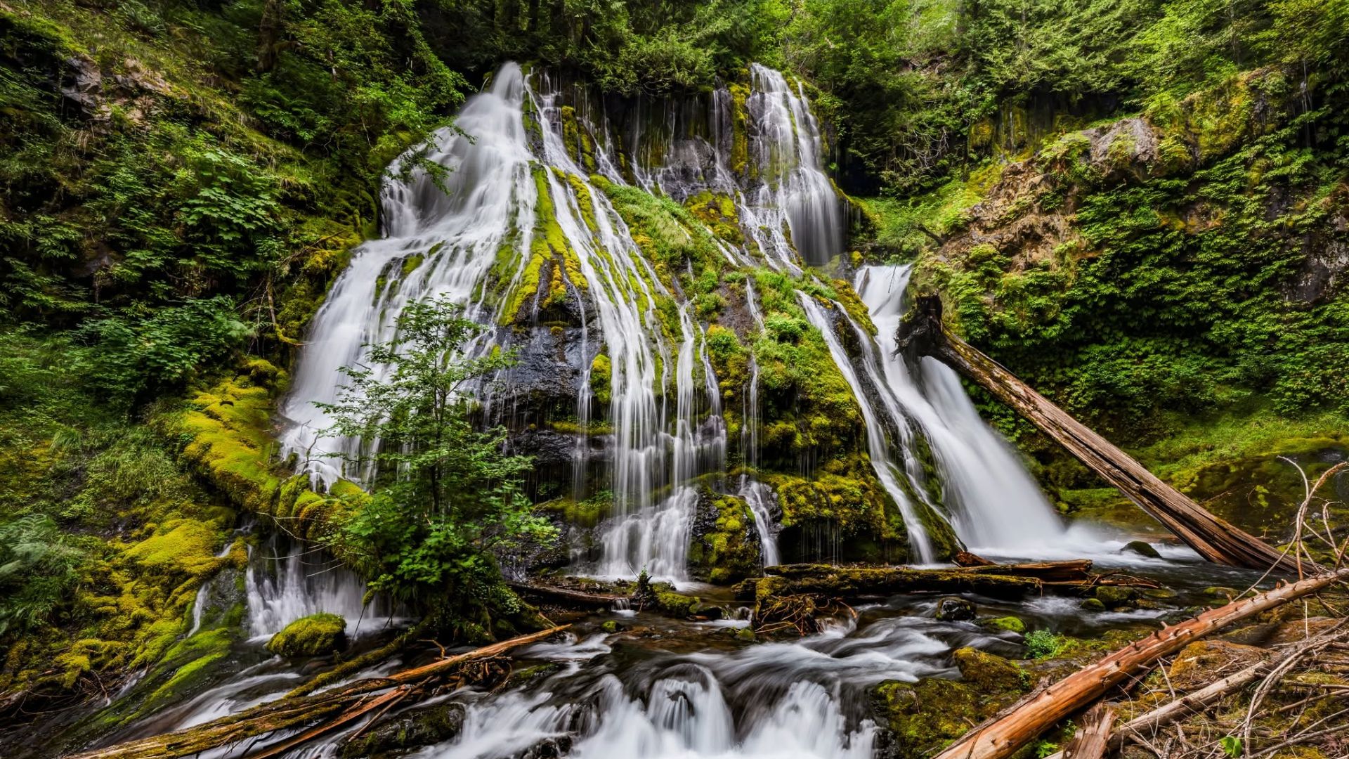 Panther Creek Falls lies in the Gifford Pinchot National Forest in southwest Washington, within the broader Columbia River Gorge region. Washington Trails Association describes the approach as approximately 0.16 miles round trip, with about 100 feet of elevation gain. That's barely more than a stroll on paper, although the short path is not the same thing as a perfectly level sidewalk.